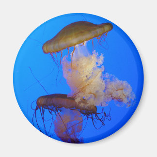 Imã Magneta de medusa