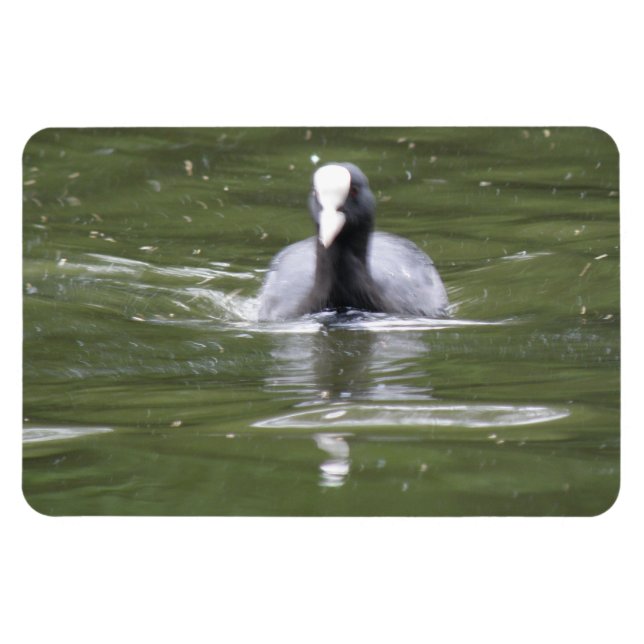 Ímã Magneta de Nadação de Coot (Horizontal)