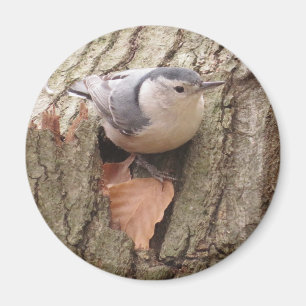 Imã Magneta de Nuthatch de peito branco