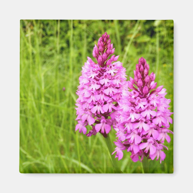 Imã Magneta de Orquídea Piramidal (Frente)