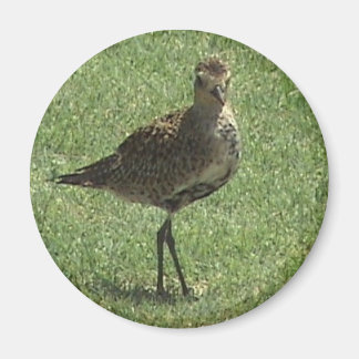 Imã Magneta de Ouro do Pacífico