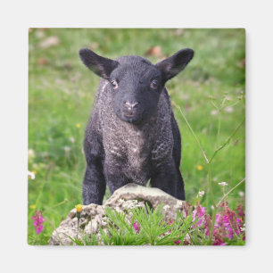 Imã Magneta de ovelha negra Baa-Baa