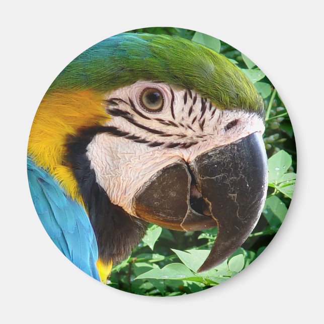 Imã Magneta de Papagaio Azul (Frente)