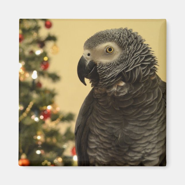Imã Magneta de Papagaio de Natal (Frente)