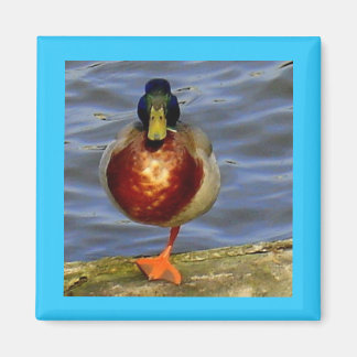 Imã Magneta de Pato Dormindo