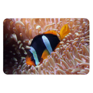 Ímã Magneta de peixe tropical