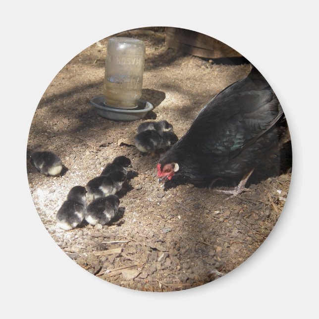 Imã Magneta De Pintinhos Para Bebês (Frente)