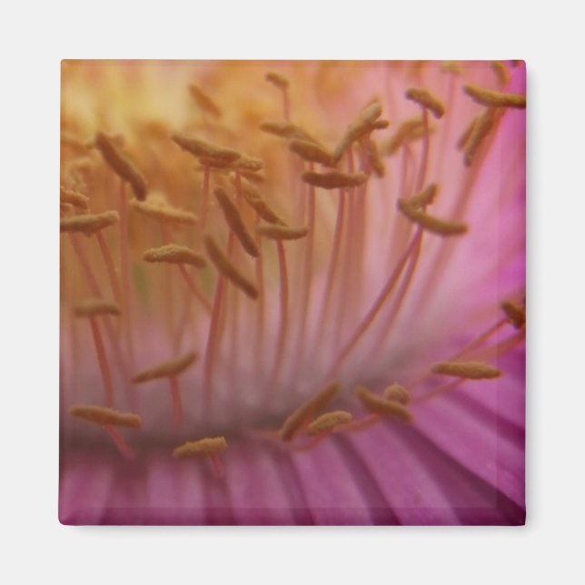 Imã Magneta de pólen rosa (Frente)