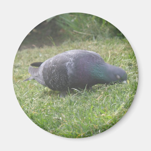 Imã Magneta De Pombo Dormindo (Frente)