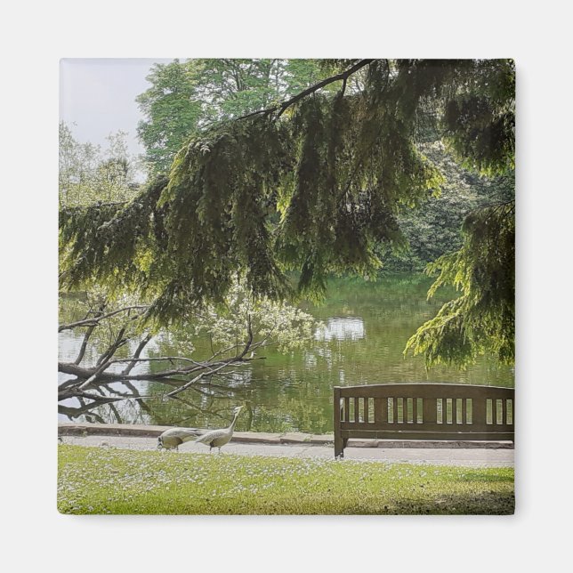 Imã Magneta De Pond De Pato Ornamental (Frente)