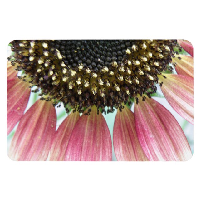 Ímã Magneta de prêmio de girassol rosa (Horizontal)