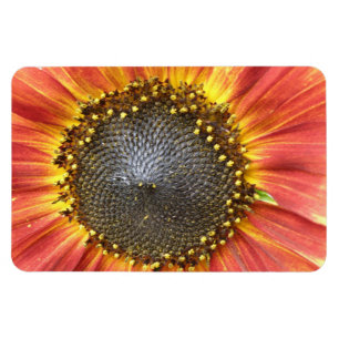Ímã Magneta de prêmio de girassol vermelho e amarelo