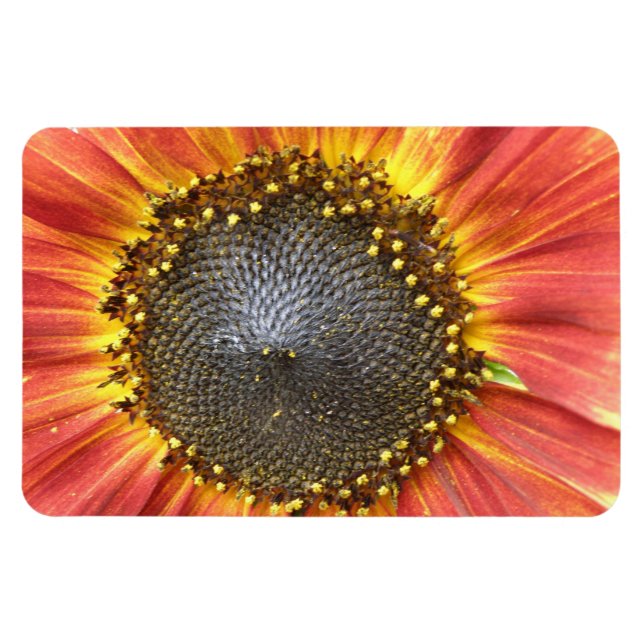Ímã Magneta de prêmio de girassol vermelho e amarelo (Horizontal)
