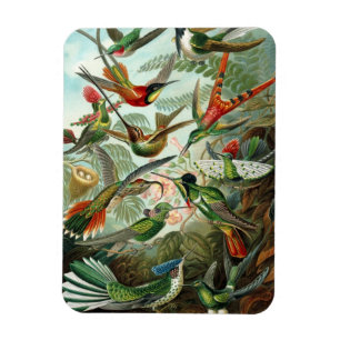 Ímã Magneta de Prêmio Hummingbird