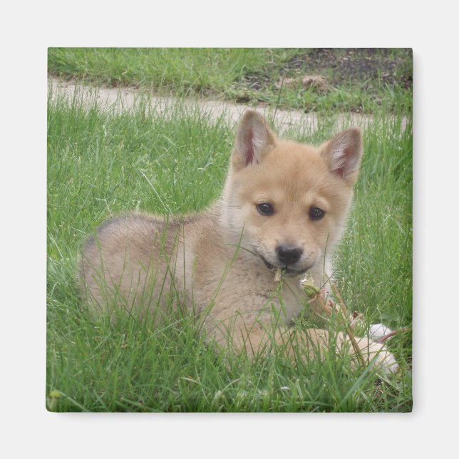 Imã Magneta de puppy cúbica (Frente)