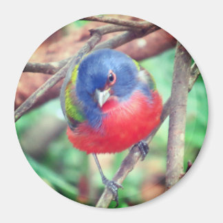 Imã Magneta de reposição pintada