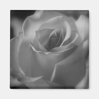 Imã Magneta de rosa branca e preta