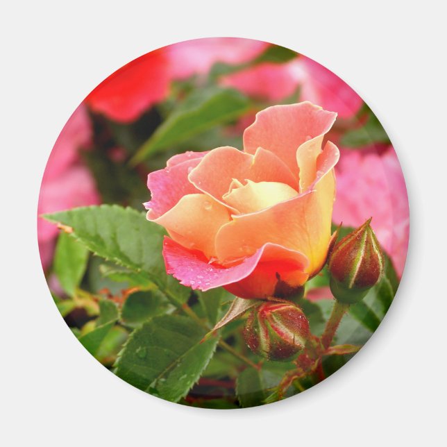 Imã Magneta de Rosa cor-de-rosa e laranja (Frente)