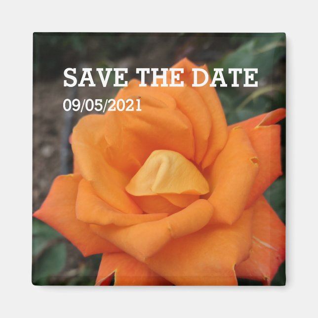 Imã Magneta de rosa de laranja (Frente)