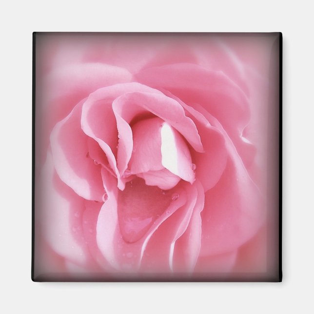 Imã Magneta de Rosa vigoroso (Frente)