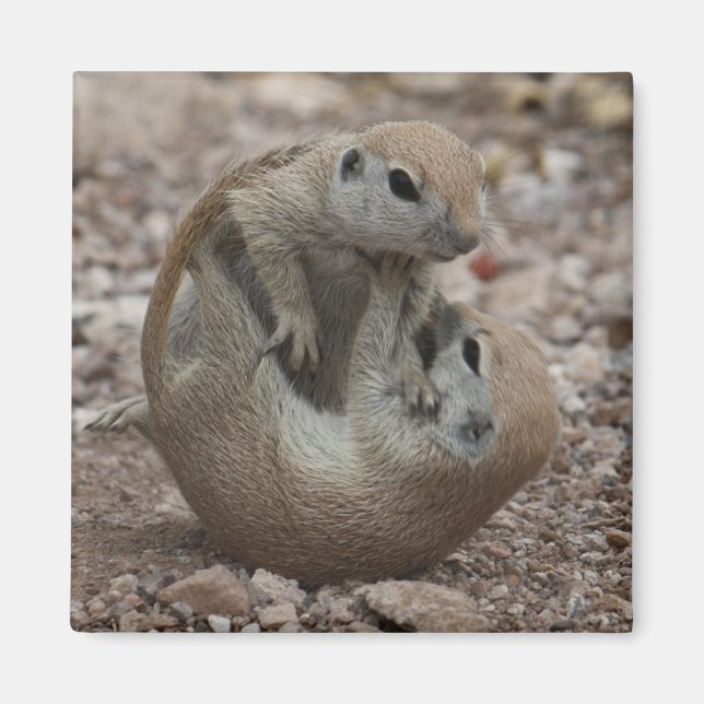 Imã Magneta de Rumble de Esquilo (Frente)