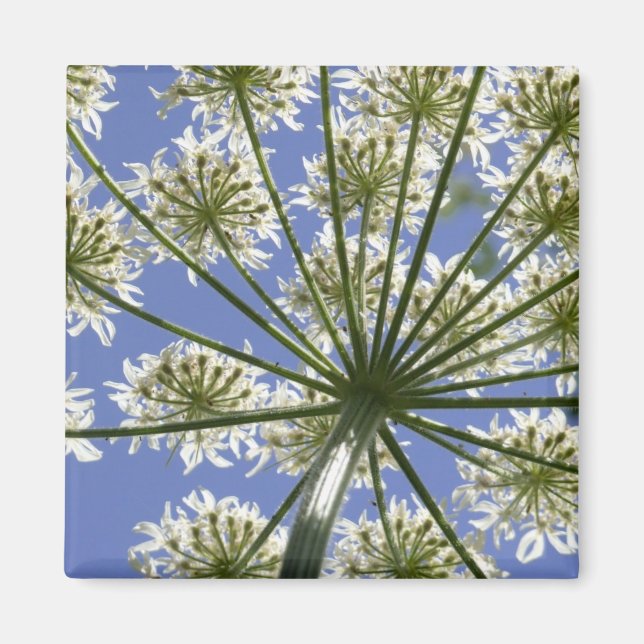 Imã Magneta de salsa de flores de verão (Frente)