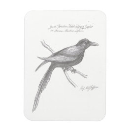 Ímã Magneta de Sapier Violeta de Ala Violeta do Sul de