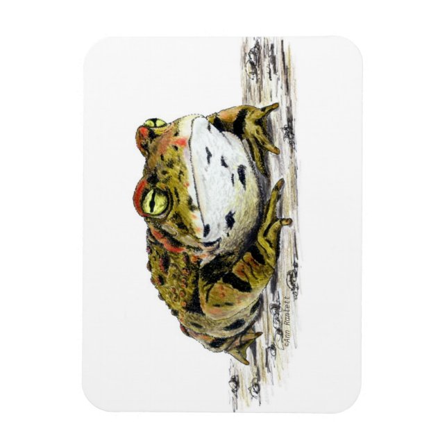 Ímã Magneta de sapo ocidental (Vertical)