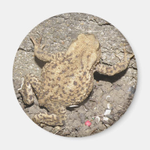 Imã Magneta de Toad de Rastreamento em Cute
