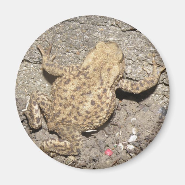 Imã Magneta de Toad de Rastreamento em Cute (Frente)