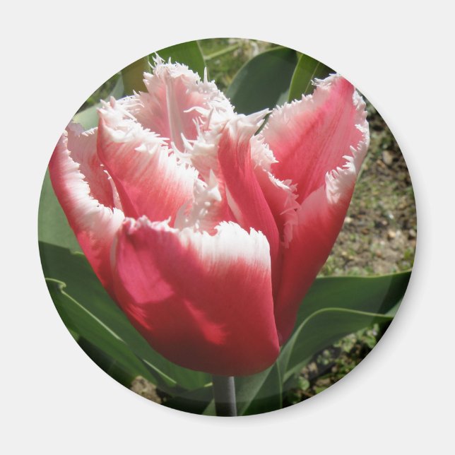 Imã Magneta de Tulipas Rosa (Frente)