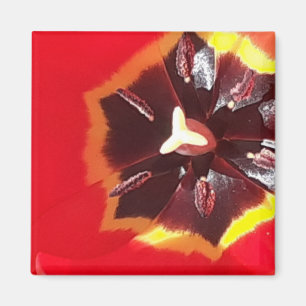 Imã Magneta de Tulipas Vermelhas Scarlet