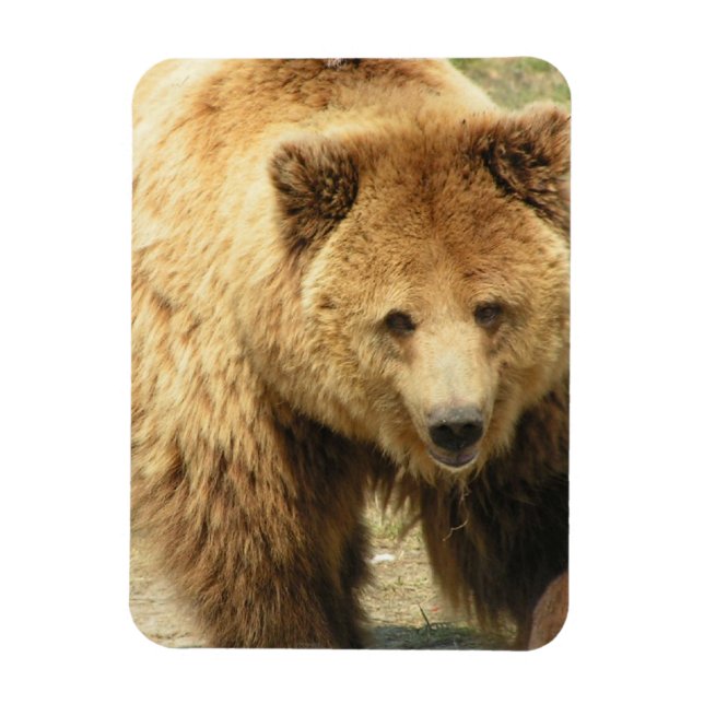 Ímã Magneta de Urso Grizzly (Vertical)