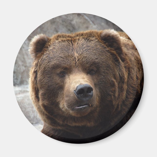 Imã Magneta de Urso Grizzly (Frente)