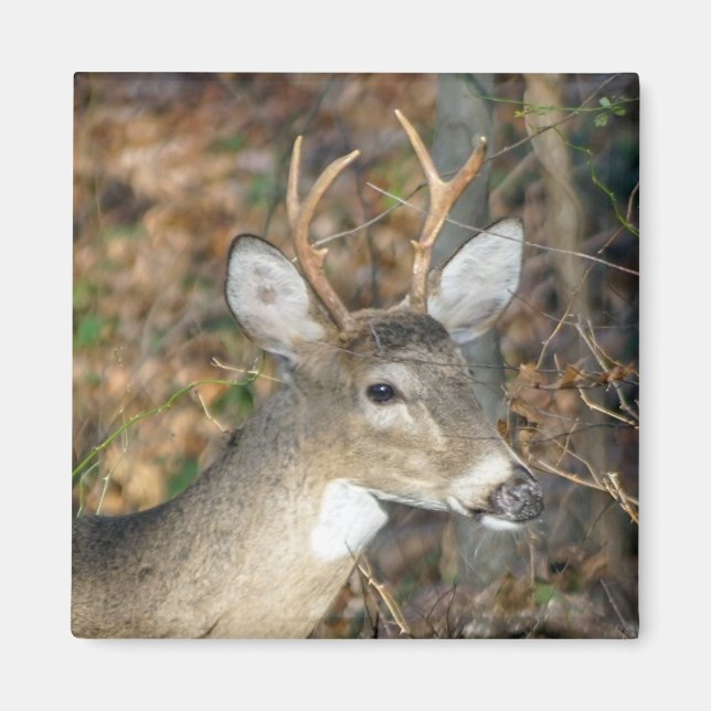 Imã Magneta De Veado Branco (Frente)
