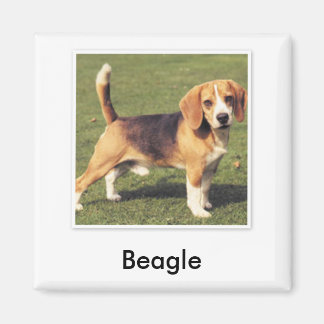 Imã Magneta do Beagle