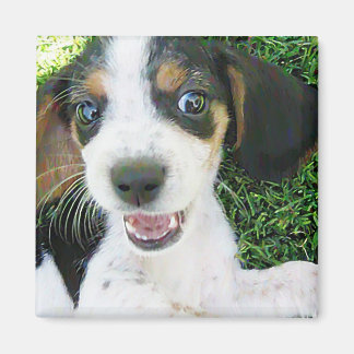 Imã Magneta do Beagle