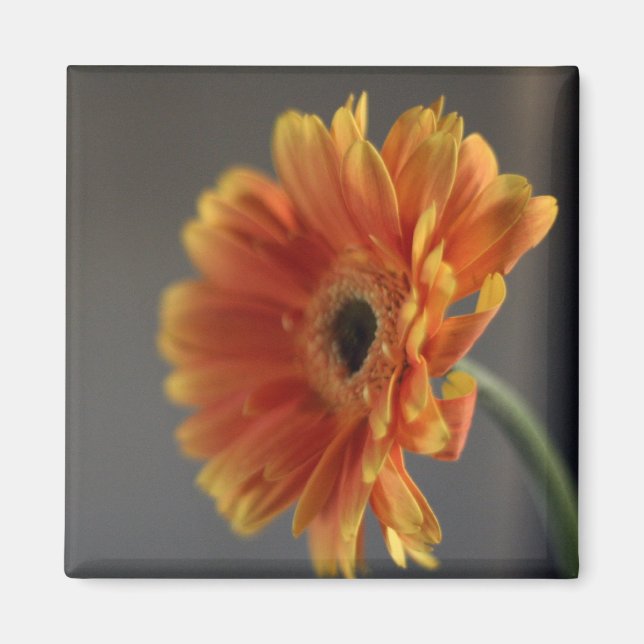 Imã Magneta do Flor (Frente)