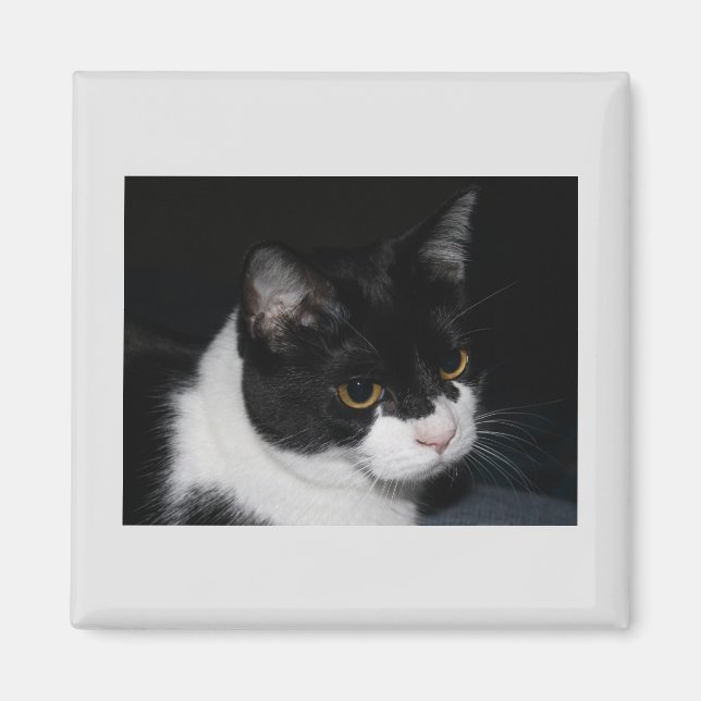 Imã Magneta do Gatinho bonito (Frente)