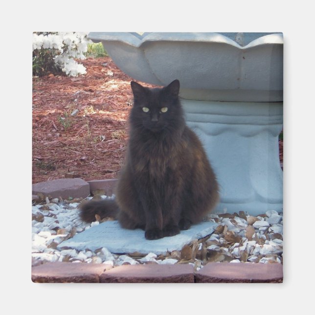 Imã Magneta do Gatinho bonito (Frente)