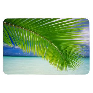 Ímã Magneta do oceano tropical
