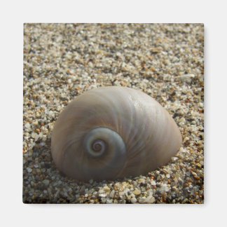 Imã Magneta do Sea Shell