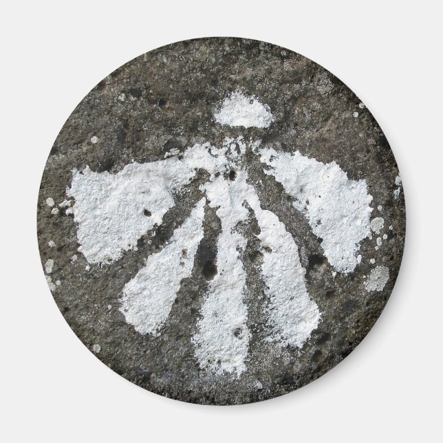 Imã Magneta do Shell do Scallop (Frente)