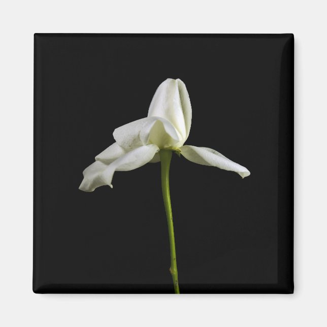 Imã Magneta Elegante Rosa (Frente)