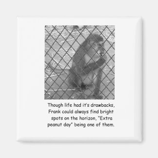 Imã Magneta Encorajadora Macaco Engraçado