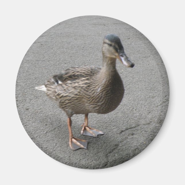 Imã Magneta Engraçado de Pato (Frente)