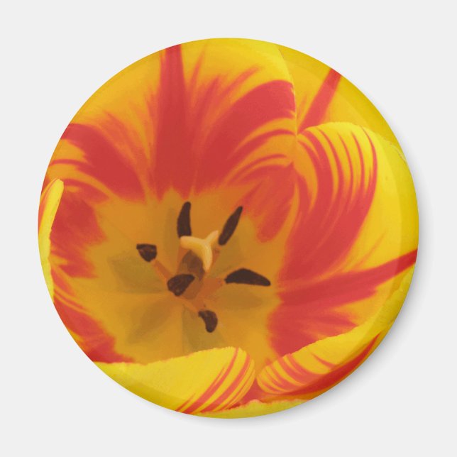 Imã Magneta Fiery Tulip (Frente)