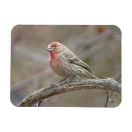 Ímã Magneta Finch da Casa Bonita
