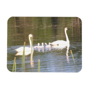 Ímã Magneta flexível da família Swan branca