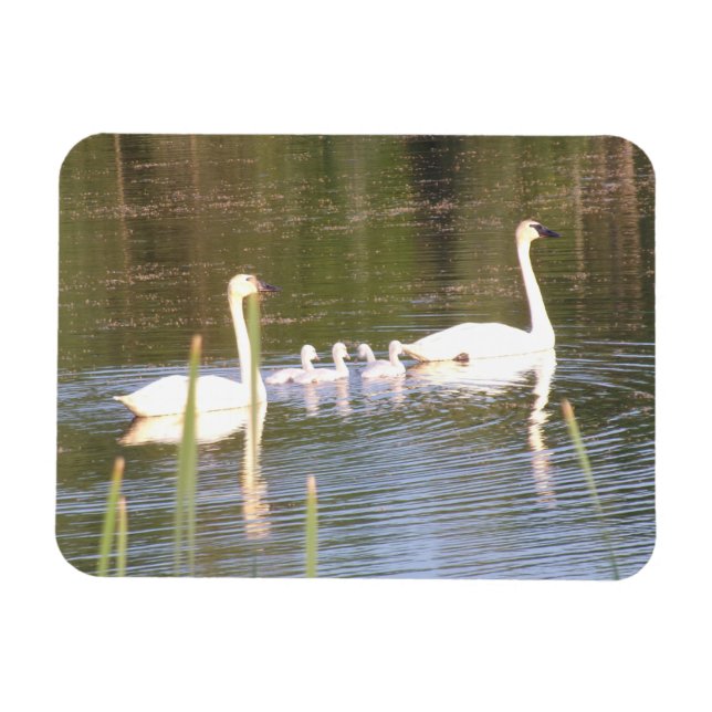 Ímã Magneta flexível da família Swan branca (Horizontal)